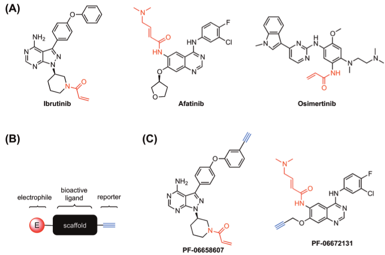 Genes Cancer A Chemoproteomic Method For Identifying Cellular