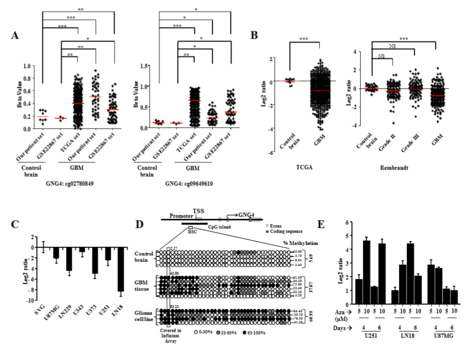 Figure 1: GNG4 is hyper methylated and down regulated in GBM. 