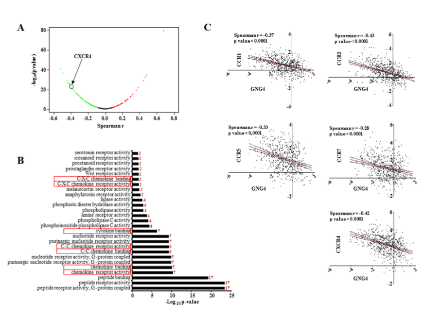 Figure 3:  CXCR4 is a potential GPCR regulated by GNG4. 