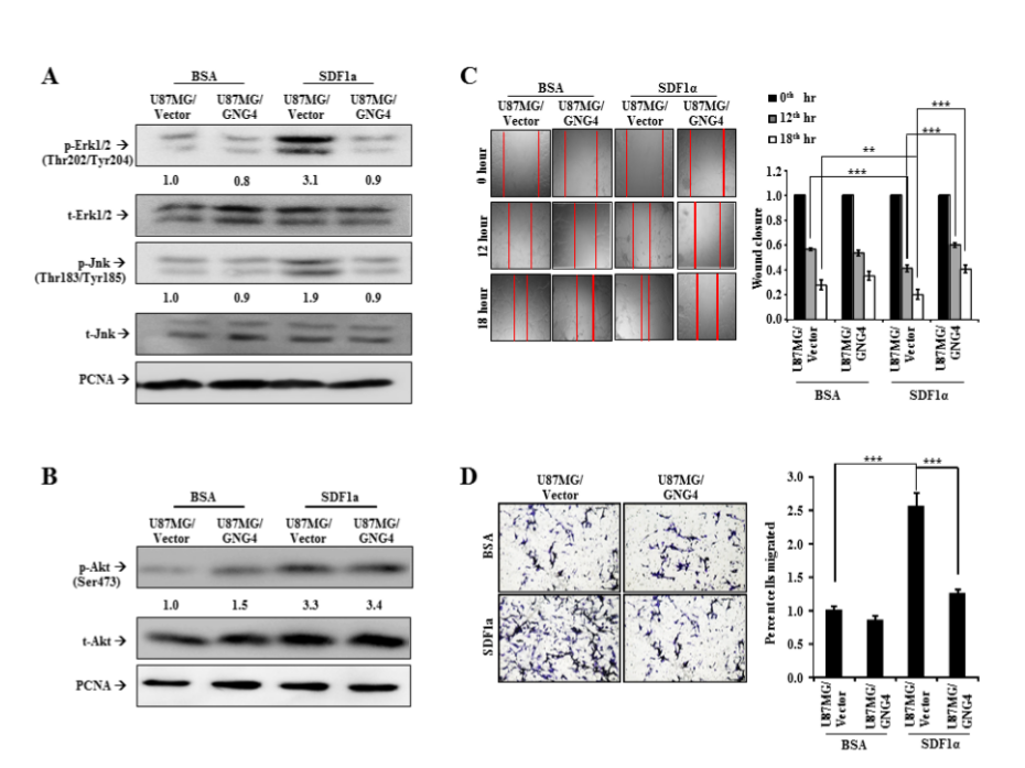 Figure 4:  Effect of GNG4 on CXCR4/SDF1α signaling and GBM cell migration. 