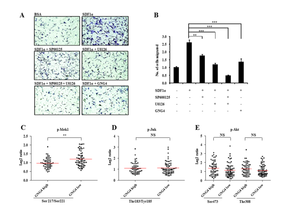 Figure 5:  Importance of CXCR4 downstream pathways in regulation of GBM cell migration. 