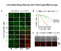 Figure 3:  Effect of Cypep-1 on human osteosarcoma cell lines and normal human skin fibroblasts (142Br and HFF1). 