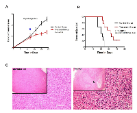 Figure 6:  Treatment of 4T1 murine breast cancer allografts with Cypep-1. 