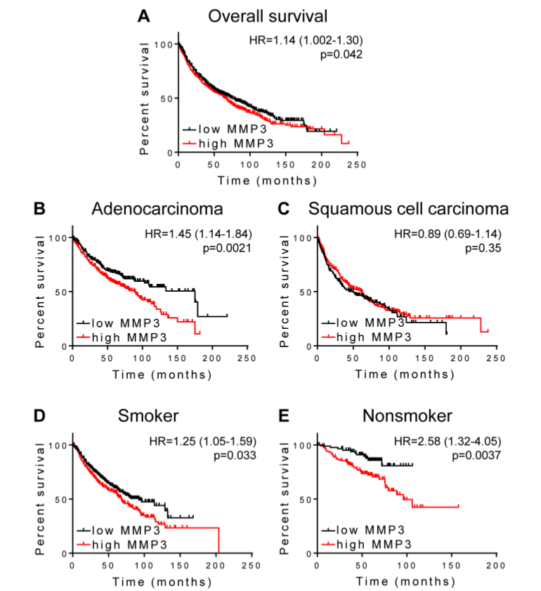 Figure 4:  MMP3 association with survival in lung cancer. 