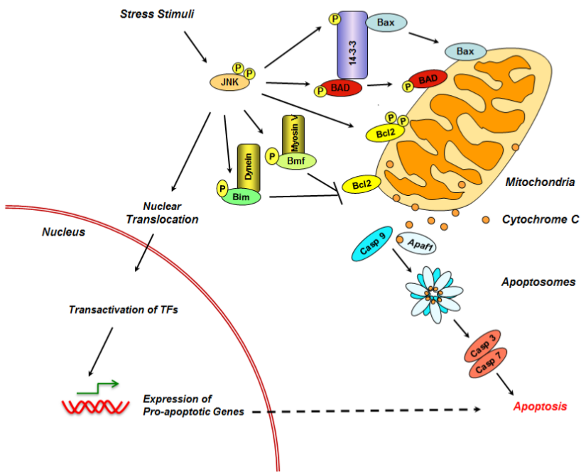 What Is The JNK Protein?, 55% OFF | brunofuga.adv.br