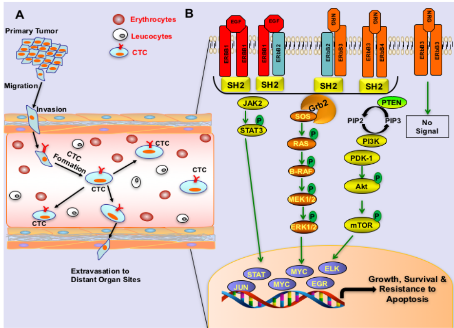 Genes & Cancer | ERBB Signaling In CTCs Of Ovarian Cancer And Glioblastoma