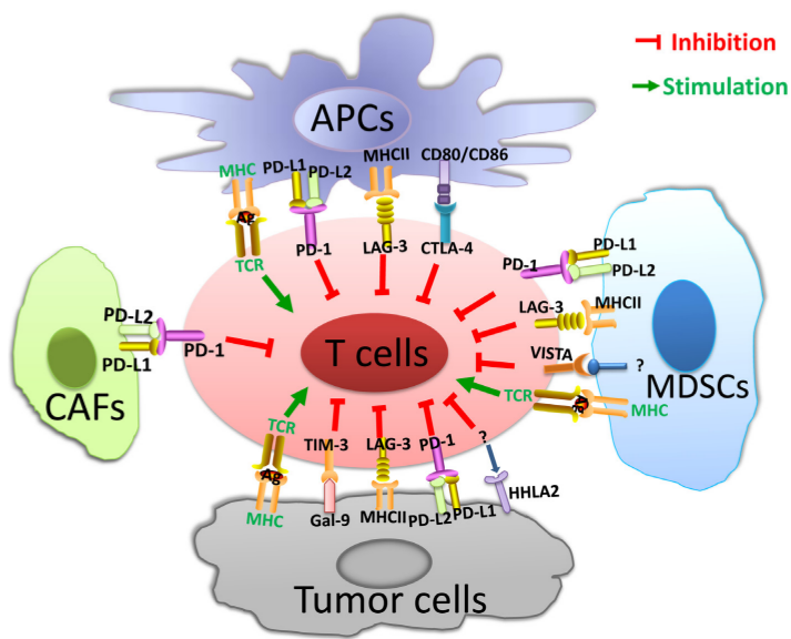 Genes & Cancer | The Promising Immune Checkpoint LAG-3: From Tumor ...