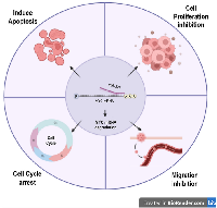 Figure 5: miR-377 transfection in prostate cancer cell lines can target MYC 3′UTR, degrade its mRNA, and affect apoptosis, cell cycle, migration, and cell proliferation.