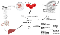 Figure 7: Schematic representation of breast cancer association with redox-regulated SULT1E1 dysfunction and HIF1a/MMPs up-regulations. 