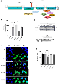 Figure 1: Cellular expression and localization of the three different RB mutants. 