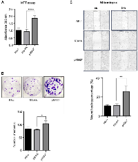 Figure 3: Effect of the HA-Tag on the behaviour of the truncated HApR552* mutant. 