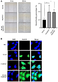 Figure 4: The HApR552* mutant exhibits a gain of function behaviour. 