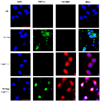 Figure 5: Immunofluorescence analysis of co-transfected cells with HApR552* mutant and wild-type RB-Flag cells. 